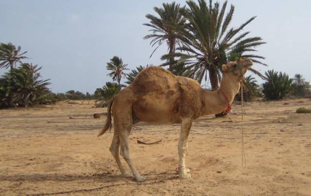 chameau-tunisien