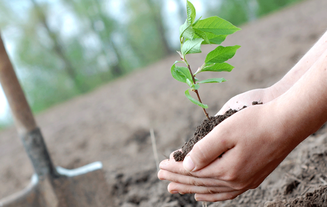 plantation-arbres