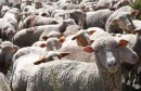 moutons-espagne