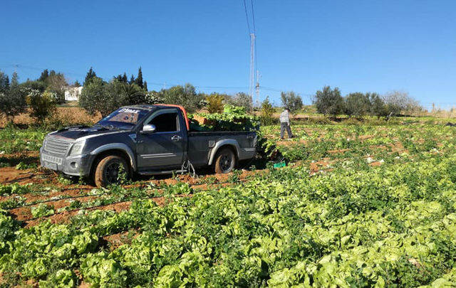 agriculture_somaa_nabeul