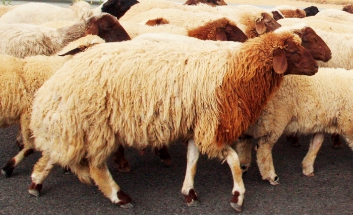 moutons