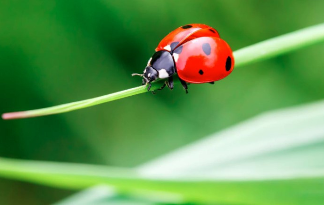 coccinelle